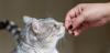 Photo for Training Your Kitten How to Use the Litter Tray for Toilet | Cat's Best