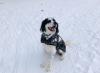 Photo for North York Dogs