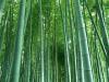 Photo for Global Bamboo Fiber Market Research Report - Industry Analysis, Size, Share, Growth, Trends and Forecast Till 2026