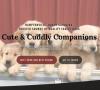 Photo for Cute & Cuddly Companions