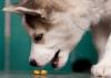 Photo for Pet Probiotics Market 2020: Industry Growth, Trends and Research Report, To 2026