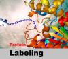 Photo for Protein Labeling Market Size Worth $2.60 Billion By 2024