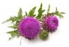 Photo for Global Silybum Marianum Extract Market 2020 | Manufacturers, Regions, Type and Application, Forecast to 2025