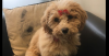 Photo for Nails2Tails Dog Grooming