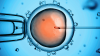 Photo for Artificial Insemination Market Worth $2.9 Billion By 2026