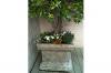 Photo for Hiring Indoor Plant Maintenance Services In Philadelphia