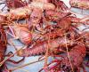 Photo for Fresh and Frozen Seafood Exporters in Australia