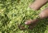 Photo for Silage Additives Market 2020: Industry Growth, Trends and Research Report, To 2025
