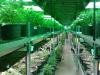 Photo for Cannabis Cultivation Market Size, Share, Growth Rate and Industry Research Report, 2019 to 2026