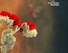 Photo for stem cell treatment