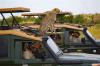 Photo for Nairobi Safari Tours