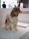 Photo for Pet Wearable Market Size, Share, Growth, Trends and Industry Analysis Report, 2020 to 2027