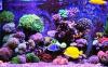 Photo for Get the Best Aquarium & Pond Supplies from Aquatic Warehouse