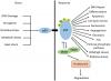 Photo for human apoptosis array