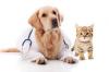 Photo for Global Pet Health Market 2020 | Manufacturers, Regions, Type And Application, Forecast To 2025