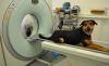 Photo for Title on DD Global Veterinary Imaging Market Research Report - Industry Analysis, Size, Share, Growth, Trends and Forecast Till 2026