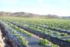 Photo for Global Agricultural Films Market Research Report - Industry Analysis, Size, Share, Growth, Trends and Forecast Till 2026