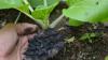 Photo for Insights of the Worldwide Biochar Fertilizer Market Outlook: Ken Research