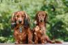 Photo for Get your custom Service Dog Id Tags today!