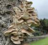 Photo for Global Pleurotus Ostreatus Market Research Report - Industry Analysis, Size, Share, Growth, Trends and Forecast Till 2026