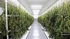 Photo for Marijuana Drying & Curing Equipment Market Worth $157.1 Million By 2025