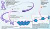 Photo for Epigenetics Diagnostic Market Size, Share, Growth, Trends and Industry Analysis Report, 2019 to 2026