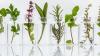Photo for Growth in the Requirement for Botanical Extracts Globally Market Outlook: Ken Research