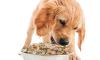 Photo for Dog Food Market Size, Share, Report 2020-2025, Industry Growth, Trends, Price Analysis, Outlook And Forecast