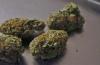 Photo for New York Cannabis Market Size, Share, Growth, Trends and Industry Analysis Report, 2019 to 2025