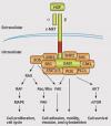 Photo for aflatoxin b