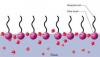 Photo for Global Langmuir Blodgett (LB) Film Market 2020 | Manufacturers, Regions, Type and Application, Forecast to 2025