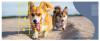 Photo for Self-supervised Learning, Future of AI