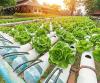 Photo for Global Hydroponics Market Research Report - Industry Analysis, Size, Share, Growth, Trends and Forecast Till 2026