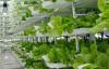 Photo for Global Vertical Farming Market Research Report - Industry Analysis, Size, Share, Growth, Trends and Forecast Till 2026