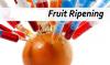 Photo for Rise in Use of Aseptic Packaging in Beverage Industries Anticipated to Drive Global Fruit Ripening Gas Market: Ken Research