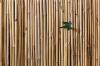Photo for Bamboos Market Size, Share, Growth, Trends and Industry Analysis Report, 2019 to 2025