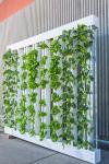 Photo for Vertical Farming Market Size, Share, Growth, Trends and Industry Research Report, 2019 to 2025