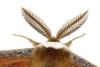 Photo for Global Pheromones Market Manufacturers, Regions, Type and Application Forecast 2013-2028