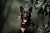 Photo for ① Custom made Service Dog ID Tags - Pettags.com