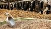 Photo for Global Trace Minerals (Chelated) in Feed Market 2020 | Manufacturers, Regions, Type And Application, Forecast To 2025