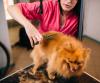 Photo for Linsmoor Boarding and Grooming
