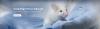 Photo for vgll4 antibody