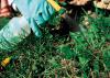 Photo for Global Bionematicides Market Research Report - Industry Analysis, Size, Share, Growth, Trends and Forecast Till 2026