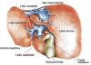Photo for Nonalcoholic Steatohepatitis Treatment Market 2019 : Vendor Overview By Key Customers, Offerings, Geographic And Segment Focus With Forecast To 2029