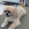 Photo for Precious Pets Grooming Salon