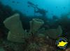 Photo for Enjoy Scuba Diving in Bali- Dive Concepts
