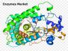 Photo for Enzymes Market Demands, Types, Projected Industry Size & Shares 2027
