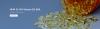 Photo for eaf2 antibody