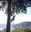 Photo for 1, 2 Tree Care