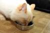 Photo for Global Cat Treats Market 2020 | Manufacturers Regions Type And Application Forecast To 2025